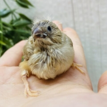 ふわっと優しいマロンちゃん🌰キンカ鳥フォーン🧡