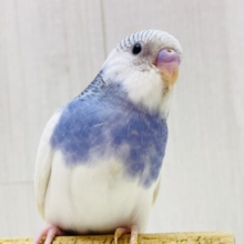 最新画像有ります‼️🫐ブルーベリーヨーグルトカラー🤍セキセイインコのパイド🌟