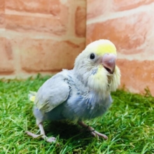 ①鮮やかな色合い🌈🌈　セキセイインコ（レインボー系）