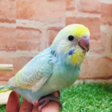 ②レインボーセキセイちゃん🌈🌈　セキセイインコ