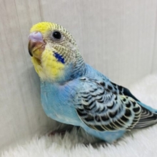 見た目は子ども中身は大人…❓(▭-▭)✧🫵🏻パッチリおめめのセキセイインコ（イエローフェイスオパーリン）💛