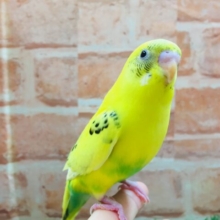 大人気カラー！！💛💛セキセイインコ（黄ハルクイン）💛💛