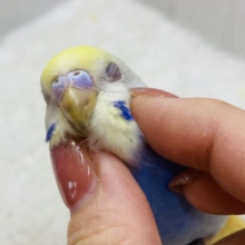 最新画像有ります‼️ふんわ〜りカラーで夢の中🫧💭セキセイインコのパステルレインボー🌈ᵕ̈*