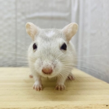 ムチムチ大福くんになってくれますか〜❓🍓カラージャービル男の子⭐️