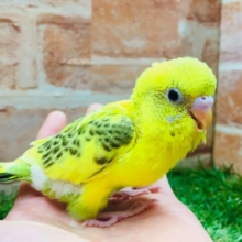 ⚡⚡⚡セキセイインコ（ハルクイン）⚡⚡⚡