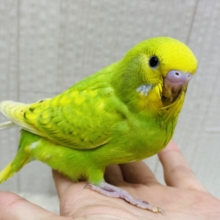 最新画像有ります✨ワタワタに包まれてホッと☺️🧤セキセイインコのスパングル🔅