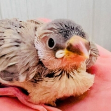 衝撃の再々入舎‼︎アゲイト文鳥の雛♡