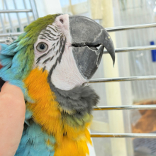 【動画更新🪄】👑初入舎👑鮮やか瑠璃色に魅せられる♡ルリコンゴウインコ(女の子)