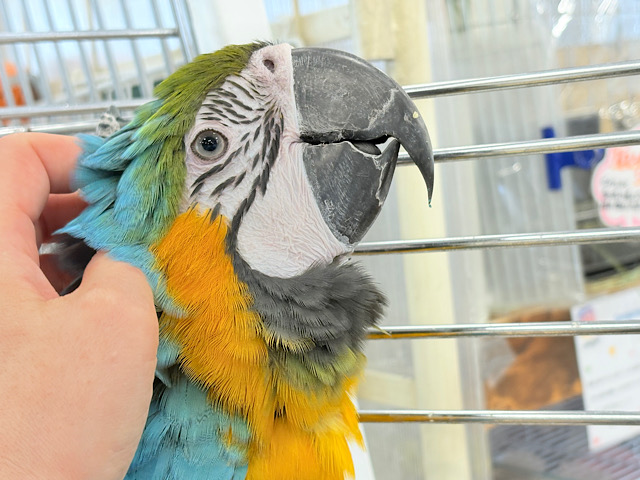 【動画更新🪄】👑初入舎👑鮮やか瑠璃色に魅せられる♡ルリコンゴウインコ(女の子) 【動画更新🪄】👑初入舎👑鮮やか瑠璃色に魅せられる♡ルリコンゴウインコ(女の子)