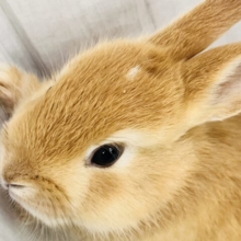 白ぽっち〜🤍オレンジカラーのミニウサギ入舎しました✨