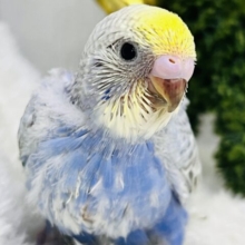 ほわほわ☁️雲模様が素敵💕セキセイインコのレインボースパングル🌊