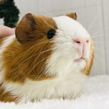 もふりたいんでしょ🧡ちょいロン毛のイングリッシュモルモット🌱