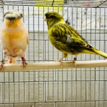 かーぱっぱカナリアちゃん♪♪　グロスターカナリア