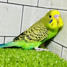 【最新画像更新☆☆】ｼﾏｼﾏパワー発動❕⟡.*さぁ飛ぶぞっ💚🦓セキセイインコ(ノーマル/2025年11月生まれ)