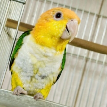 あまアマ目指して全力疾走ε≡≡ﾍ( ´Д`)ﾉ　シロハラインコ