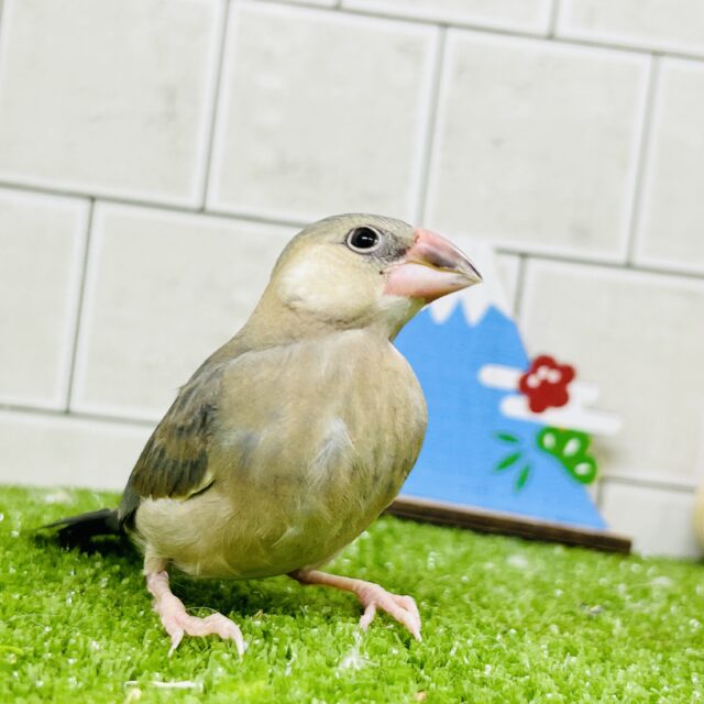 桜文鳥