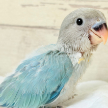 深くて透き通った綺麗な海のような美しさ🐣🌊✨コザクラインコ(ブルーオパーリン) ヒナ