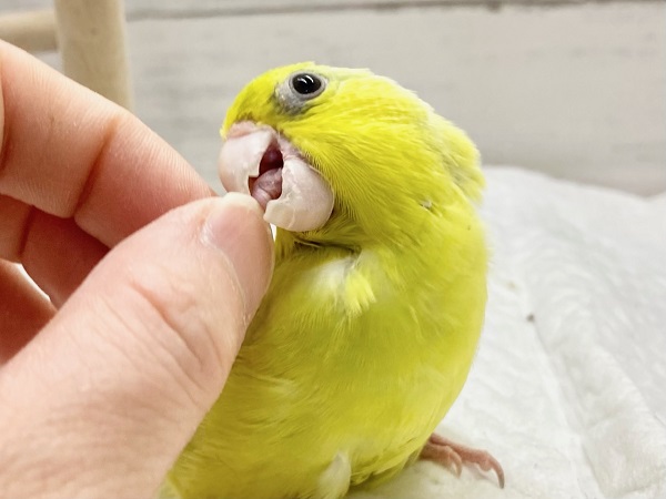 最新画像! パキッと蛍光グリーン💚 マメルリハ(アメリカンイエロー) マメルリハ