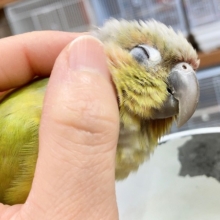 最新画像あり⭐️ウロコインコ（ダイリュート）手のひらにぴとっ♪びびりだけど甘えんぼさんです！