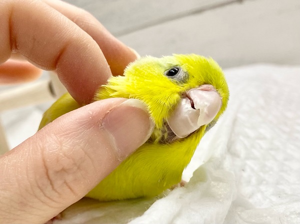 最新画像! パキッと蛍光グリーン💚 マメルリハ(アメリカンイエロー) マメルリハ