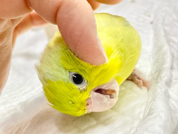 最新画像! パキッと蛍光グリーン💚 マメルリハ(アメリカンイエロー) マメルリハ