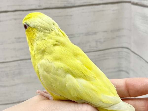 最新画像!キラキライエロー💖✨ マメルリハ(色変わり) マメルリハ