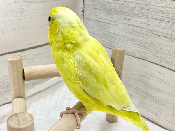 最新画像! パキッと蛍光グリーン💚 マメルリハ(アメリカンイエロー) マメルリハ