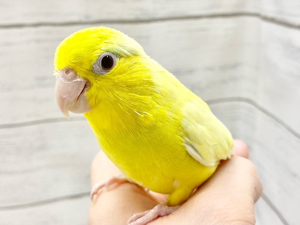 最新画像!キラキライエロー💖✨ マメルリハ(色変わり) マメルリハ