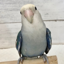 最新画像あり⭐️コザクラインコ（ブルー）　落ち着いた色合いがいい感じ！