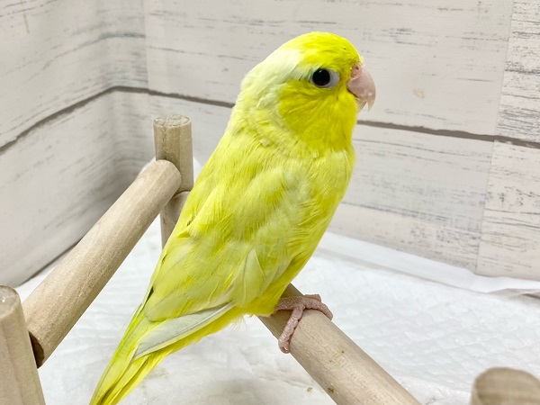 最新画像! パキッと蛍光グリーン💚 マメルリハ(アメリカンイエロー) マメルリハ