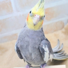 あっ！ソフトクリームが、あたまっ？？　オカメインコ　ノーマル〜〜