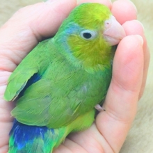 最新画像になります☆馴れてるコお探しですって？？　ﾎﾞｸだよぉ～♪♬　マメルリハインコ　ノーマルグリーン　男のコ～～