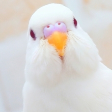 最新画像になります☆エンジェル降臨👼🪽✨　セキセイインコ（アルビノ）