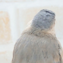最新画像になります☆参加して♪文鳥ものがたりぃ〜♫♫♫ 桜文鳥
