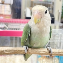 【☆最新画像更新☆】ブルーチェリーブルーチェリーカラーのコザクラちゃん💙💚💙💚　コザクライン