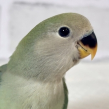 コザクラインコ  シーグリーン系  💚🍏🩵🪽