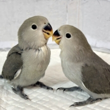 コザクラインコ  モーブ  2羽  💐💜💐*°
