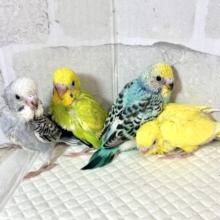 新年お初✨️セキセイインコちゃん来てくれました〜*⸜ 𝟸𝟶𝟸𝟼🎍⸝*