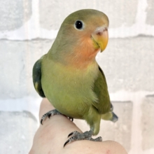 コザクラインコ  ダークグリーン  🌳🍏🍎