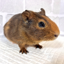 イングリッシュモルモット  茶色  🍩🫖✧︎