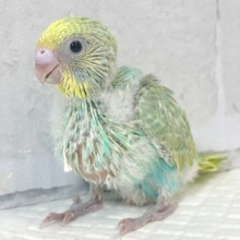 セキセイインコ  パステルレインボー (エメラルドグリーン系)  🌿.·.⟡