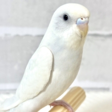 セキセイインコ  ホワイトダブルファクター   ‎🤍🪽⟡.*