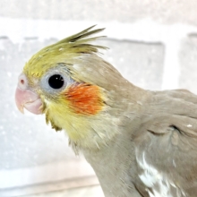 オカメインコ  シナモン  🫖🧁🤎