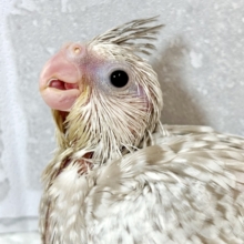 オカメインコ  ホワイトフェイスシナモンパール  ‎🤍🤎✨.ﾟ･*
