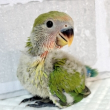 コザクラインコ  ノーマル 🌱‬️🩵❤️𓂃 𓈒