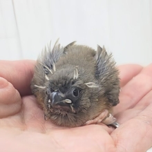 ミニミニサイズ✨かわいいキンカチョウのヒナ入荷しました🩷