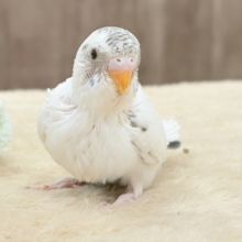 バーコードの白頭🤍🖤セキセイインコ(白ハルクイン)ヒナ