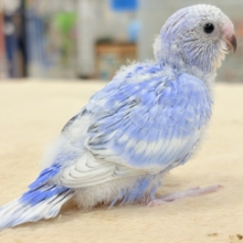 晴天の空⛅️🫶🏻︎🩵セキセイインコ(スパングル)ヒナ