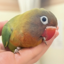 【最新画像🪄💫カゴデビュー】派手派手に成長するよ❣️ボタンインコちゃん❣️(キエリ)