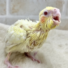 主張控えめな模様がオシャレ✨  オカメインコ（ルチノーパール）